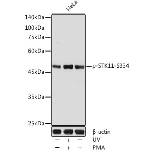Phospho-STK11-S334 Rabbit pAb