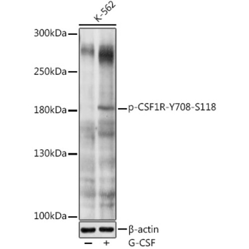Phospho-CD115/CSF-1R-Y708 Rabbit pAb