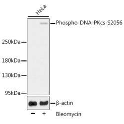 Phospho-DNA-PKcs-S2056 Rabbit pAb