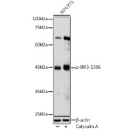 Phospho-IRF3-S396 Rabbit pAb