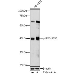 Phospho-IRF3-S396 Rabbit pAb