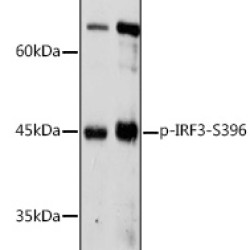 Phospho-IRF3-S396 Rabbit pAb