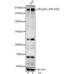 Phospho-ATR-S428 Rabbit pAb