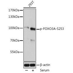 Phospho-FOXO3A-S253 Rabbit pAb