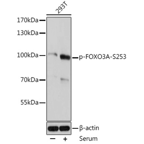 Phospho-FOXO3A-S253 Rabbit pAb
