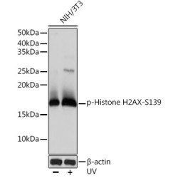 Phospho-Histone H2AX-S139 Rabbit mAb