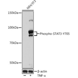 Phospho-STAT3-Y705 Rabbit mAb