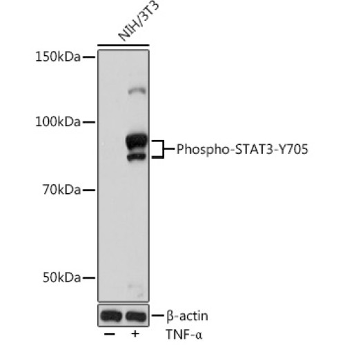 Phospho-STAT3-Y705 Rabbit mAb