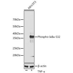 Phospho-IκBα-S32 Rabbit mAb