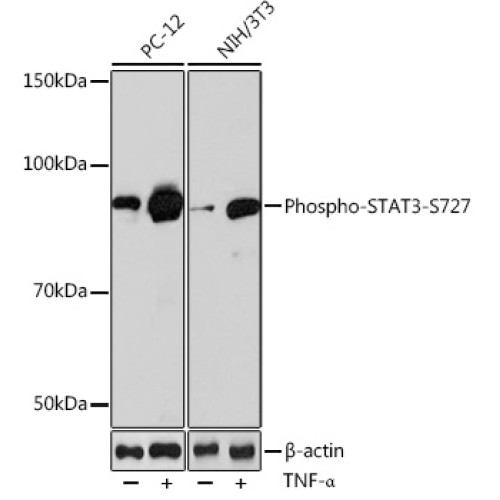Phospho-STAT3-S727 Rabbit mAb