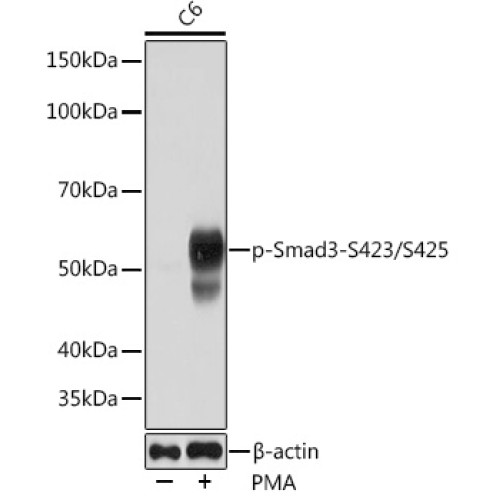 Phospho-Smad3-S423/S425 Rabbit mAb