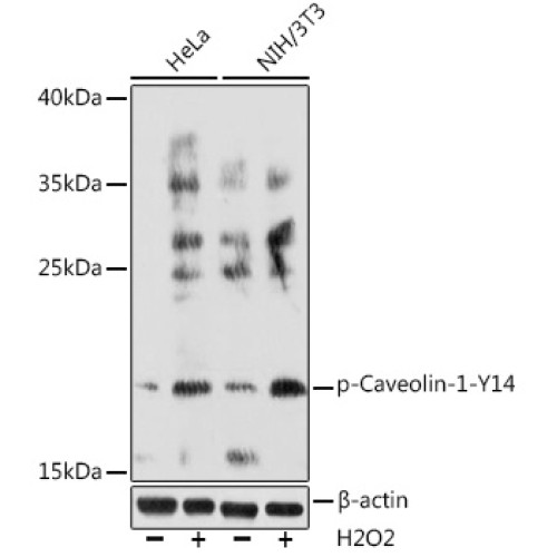Phospho-Caveolin-1-Y14 Rabbit pAb