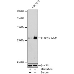 Phospho-eIF4E-S209 Rabbit pAb