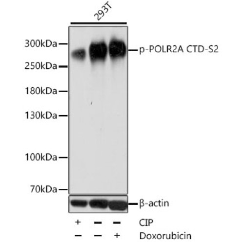 Phospho-POLR2A CTD-S2 Rabbit pAb
