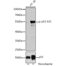 Phospho-p53-S33 Rabbit pAb