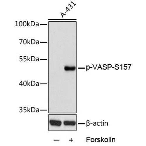 Phospho-VASP-S157 Rabbit pAb