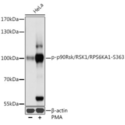 Phospho-p90Rsk/RSK1/RPS6KA1-S363 Rabbit pAb