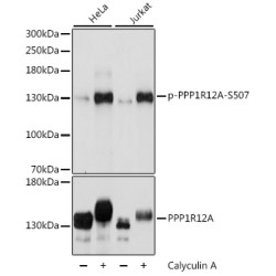 Phospho-PPP1R12A-S507 Rabbit pAb