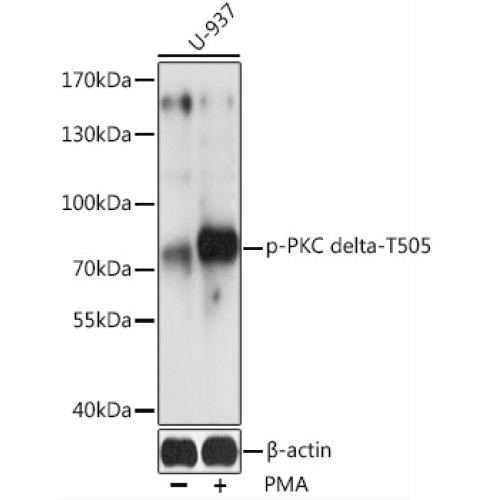 Phospho-PKC delta-T505 Rabbit pAb