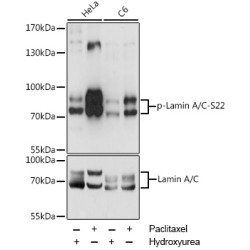 Phospho-Lamin A/C-S22 Rabbit pAb