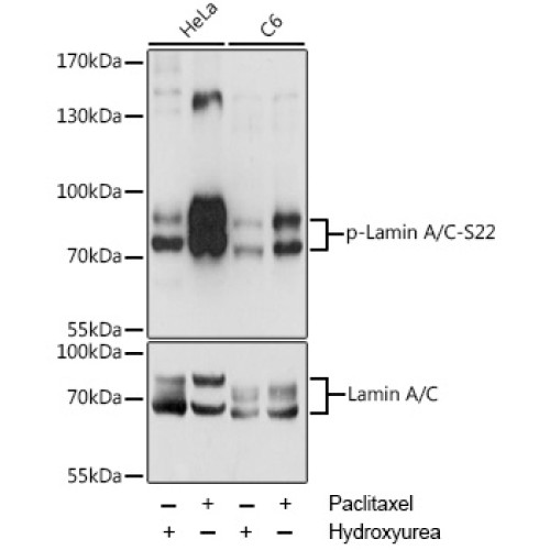 Phospho-Lamin A/C-S22 Rabbit pAb