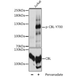 Phospho-CBL-Y700 Rabbit pAb