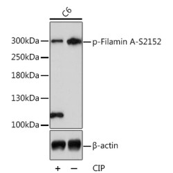 Phospho-Filamin A-S2152 Rabbit pAb