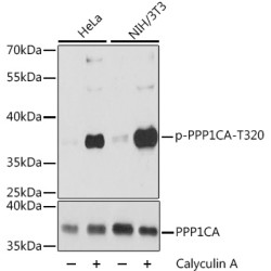 Phospho-PPP1CA-T320 Rabbit pAb