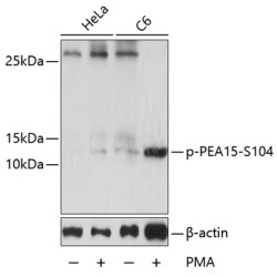 Phospho-PEA15-S104 Rabbit pAb