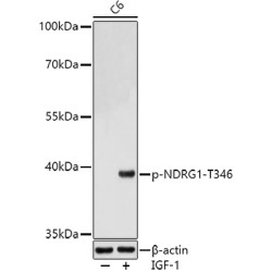 Phospho-NDRG1-T346 Rabbit pAb