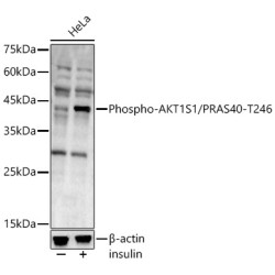 Phospho-AKT1S1/PRAS40-T246 Rabbit pAb