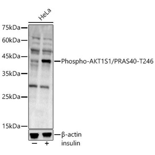 Phospho-AKT1S1/PRAS40-T246 Rabbit pAb