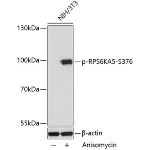Phospho-RPS6KA5-S376 Rabbit pAb