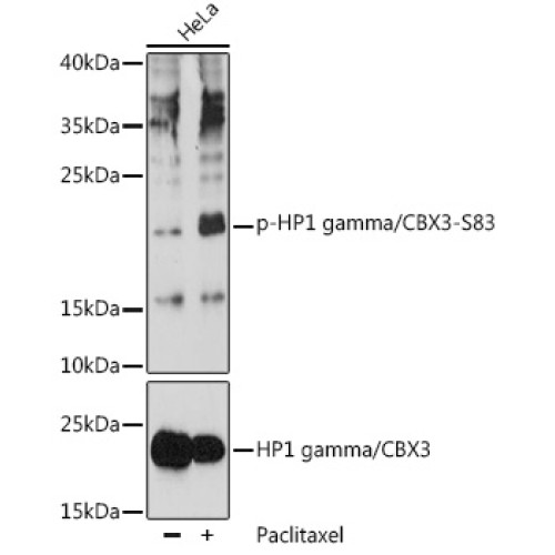 Phospho-HP1 gamma/CBX3-S83 Rabbit pAb