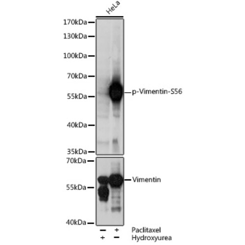 Phospho-Vimentin-S56 Rabbit pAb