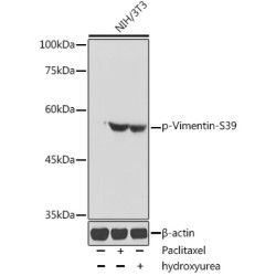 Phospho-Vimentin-S39 Rabbit pAb