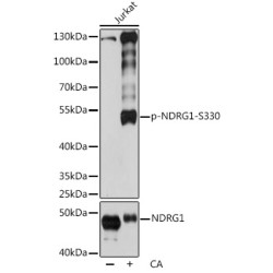 Phospho-NDRG1-S330 Rabbit pAb