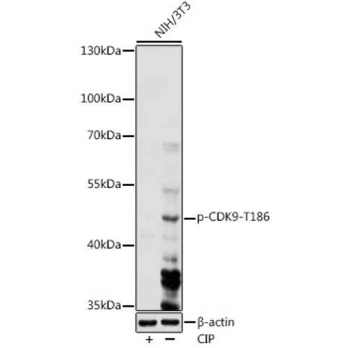 Phospho-CDK9-T186 Rabbit pAb