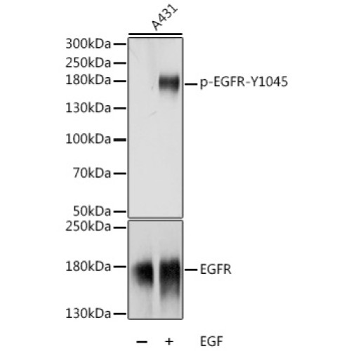 Phospho-EGFR-Y1045 Rabbit pAb