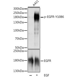 Phospho-EGFR-Y1086 Rabbit pAb
