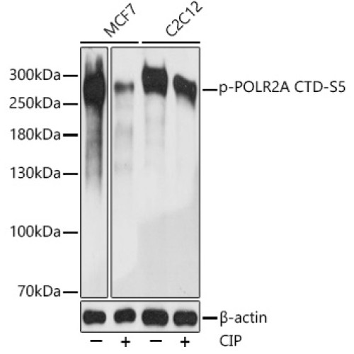 Phospho-POLR2A CTD-S5 Rabbit pAb