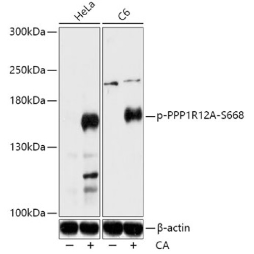 Phospho-PPP1R12A-S668 Rabbit pAb