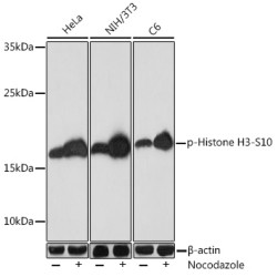 Phospho-Histone H3-S10 Rabbit pAb