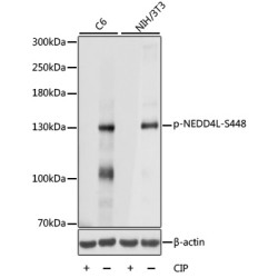 Phospho-NEDD4L-S448 Rabbit pAb