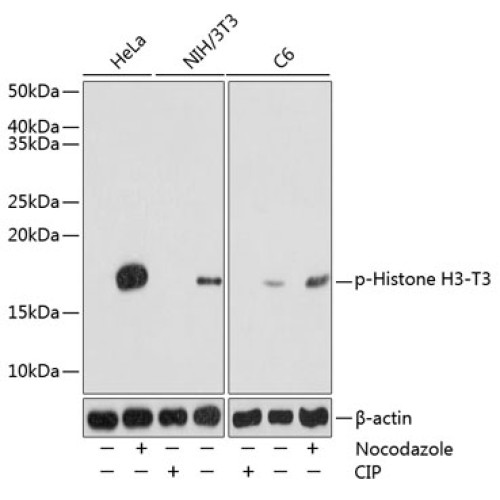 Phospho-Histone H3-T3 Rabbit pAb