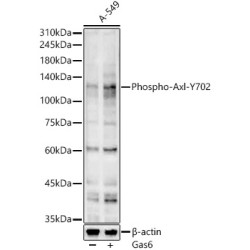 Phospho-Axl-Y702 Rabbit pAb