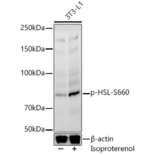Phospho-HSL-S660 Rabbit pAb