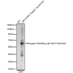 Phospho-PI3KP85α/P55γ/P85β-Y467/Y199/Y464 Rabbit pAb