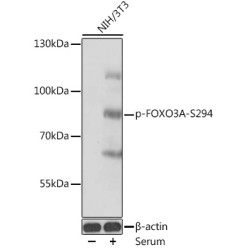 Phospho-FOXO3A-S294 Rabbit pAb