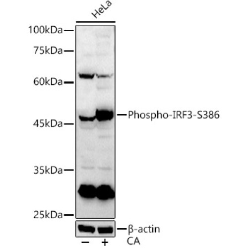 Phospho-IRF3-S386 Rabbit pAb